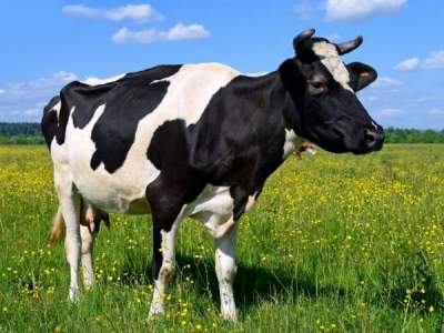 В Великобритании сеть 5G тестируют на ферме с коровами