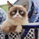 Знаменитая Grumpy Cat умерла
